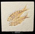 Bargain Double Knightia Fossil Fish - Wyoming #16486-1